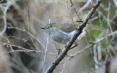 Gray Gerygone